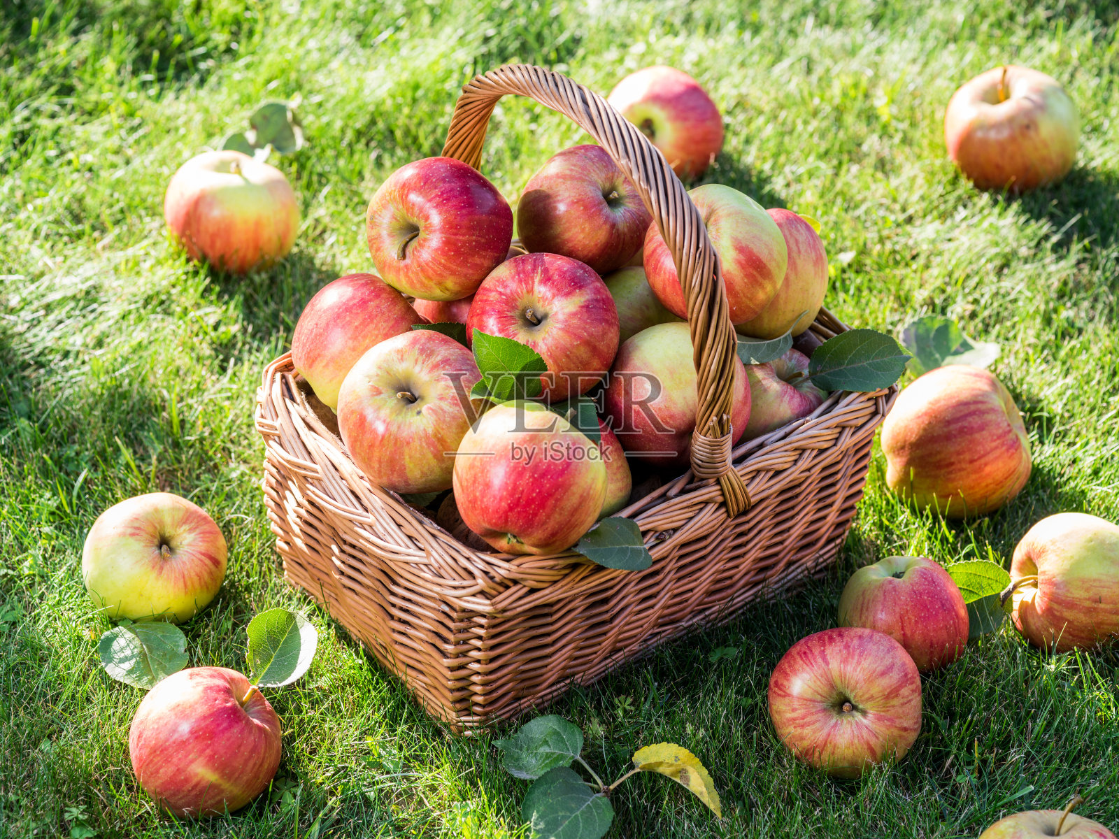 苹果丰收。熟透的红苹果在绿草上的篮子里。照片摄影图片
