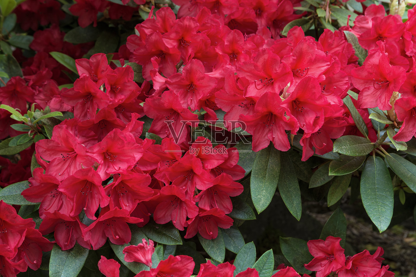 红色的杜鹃花盛开在花园里的春天季节特写照片摄影图片