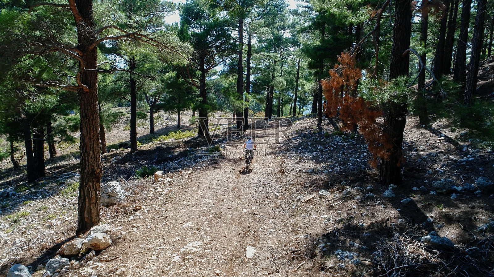 一名山地自行车手在森林小径上骑着运动自行车。照片摄影图片