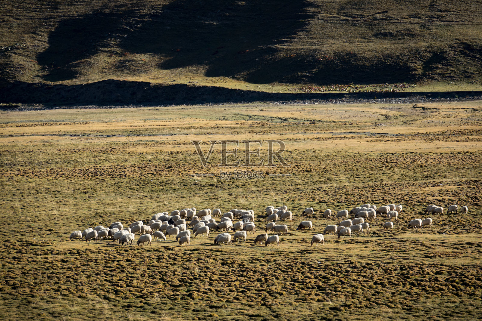 放牧绵羊照片摄影图片