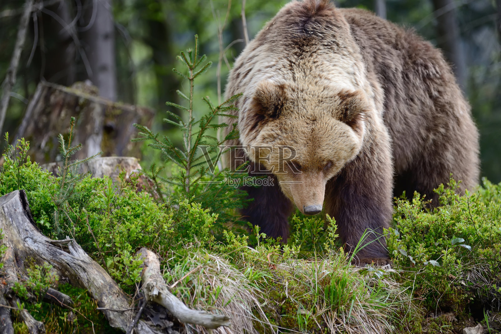 大棕熊在森林里照片摄影图片