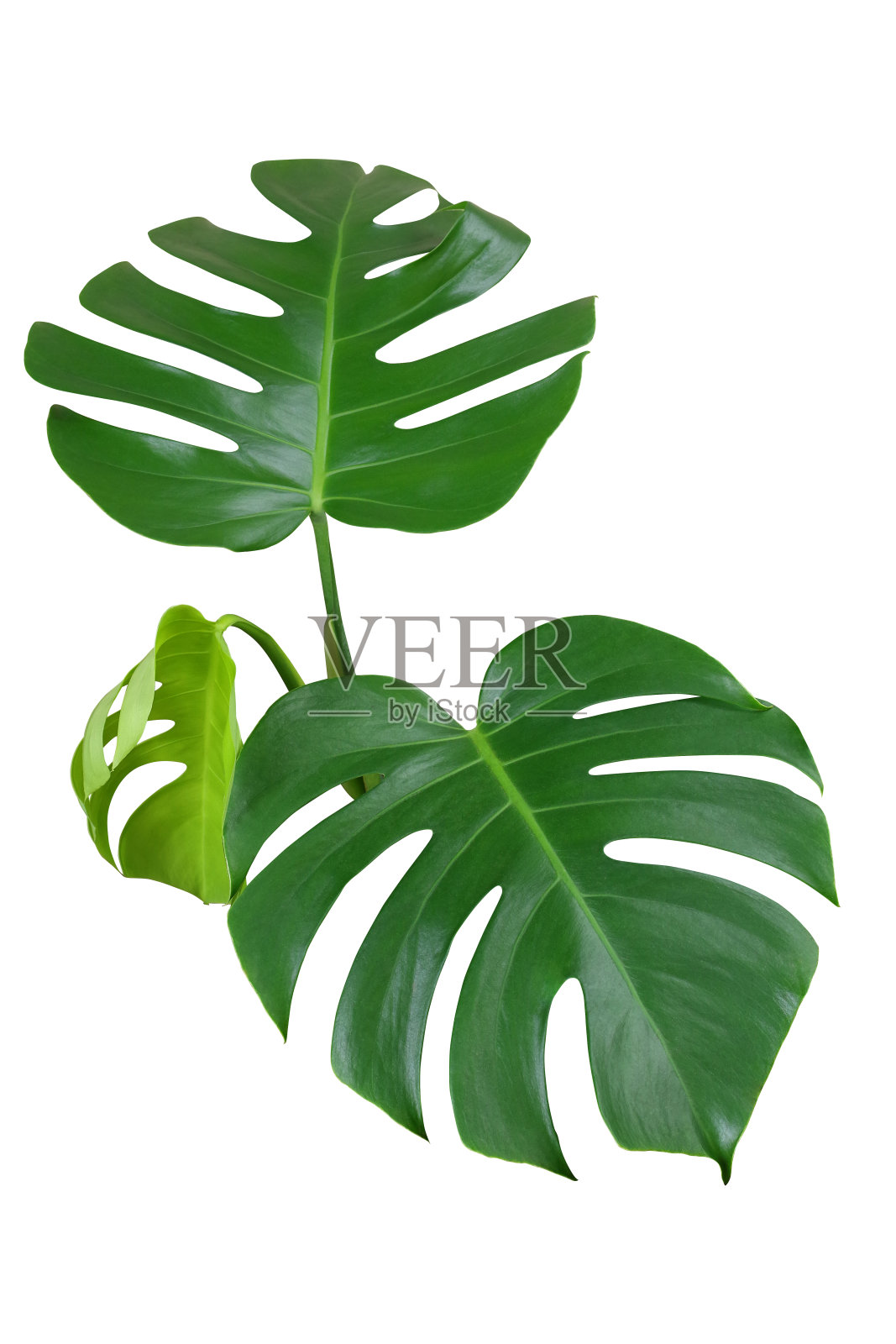 心形的绿色叶子或裂叶philodendron (monstera deliciosa)的热带叶植物孤立在白色的背景，修剪路径包括。照片摄影图片