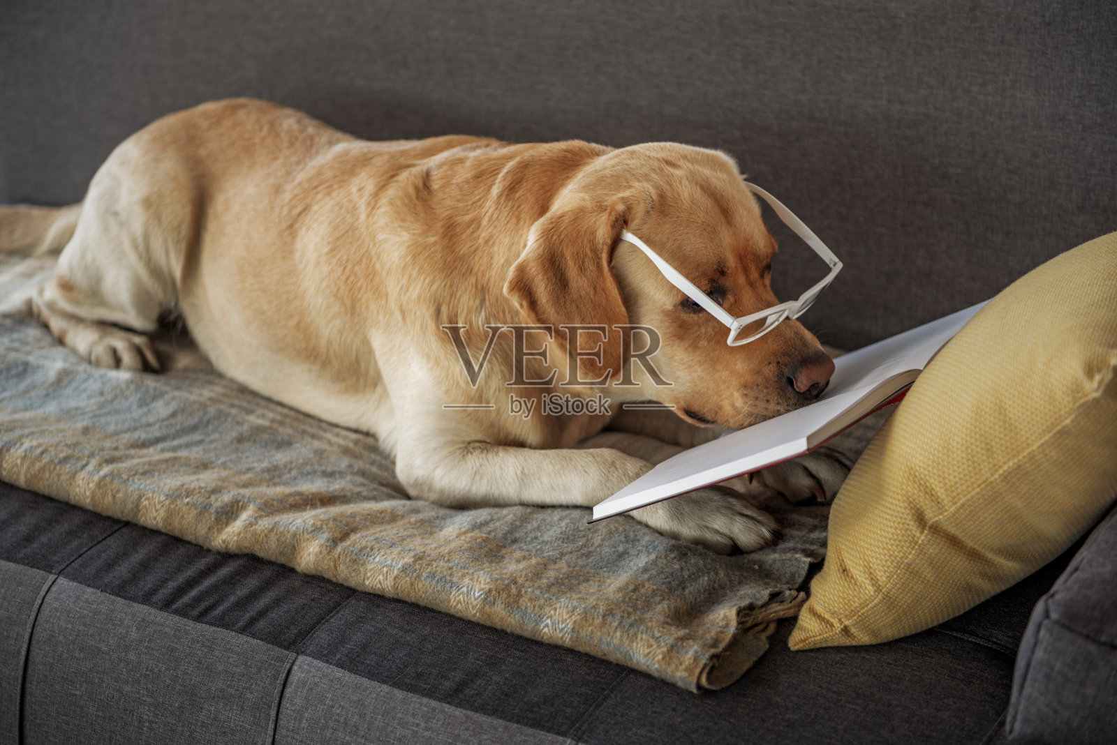 聪明的宠物在沙发上看书照片摄影图片