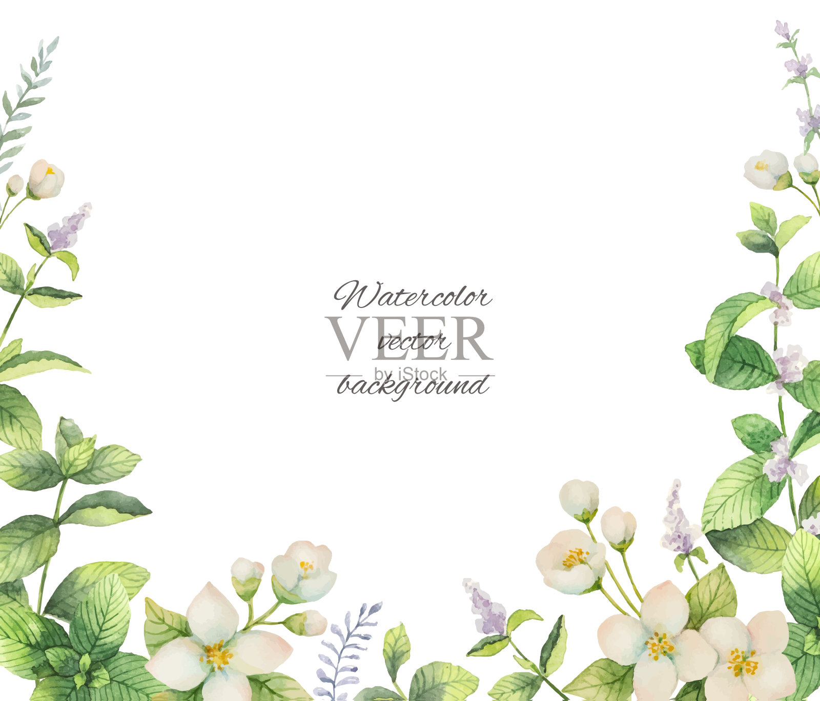 水彩向量框架的花和分支茉莉孤立在一个白色的背景。设计元素图片