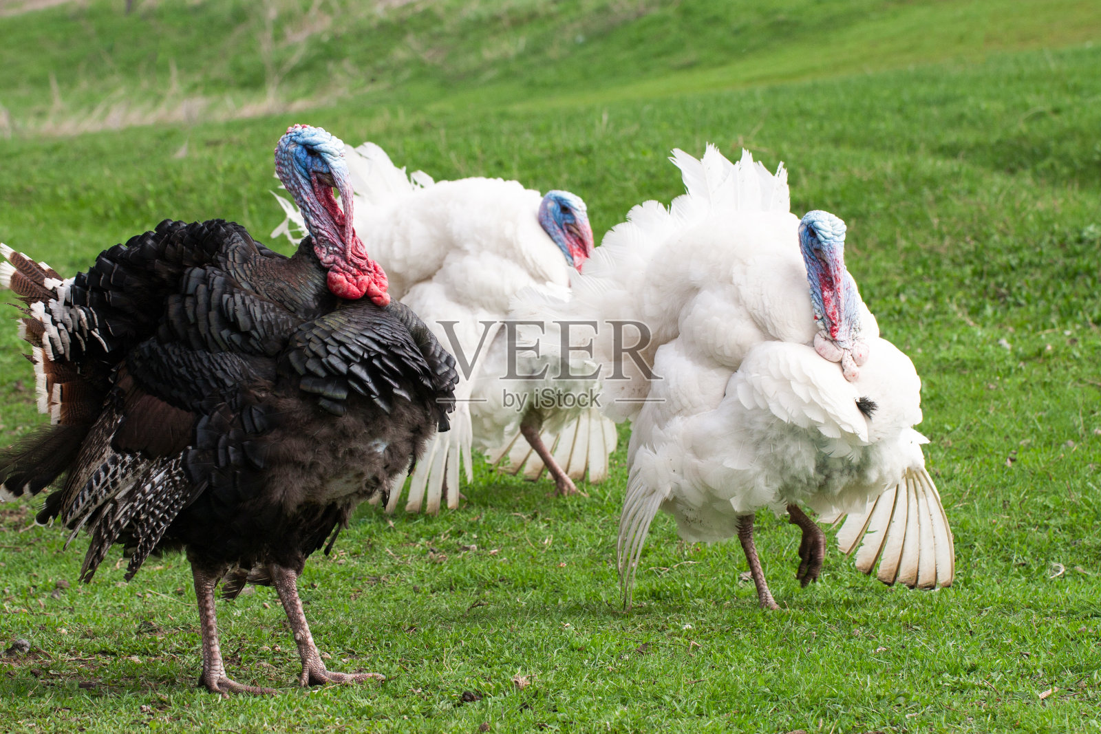 在绿色草地上吃草的土耳其公火鸡或火鸡照片摄影图片