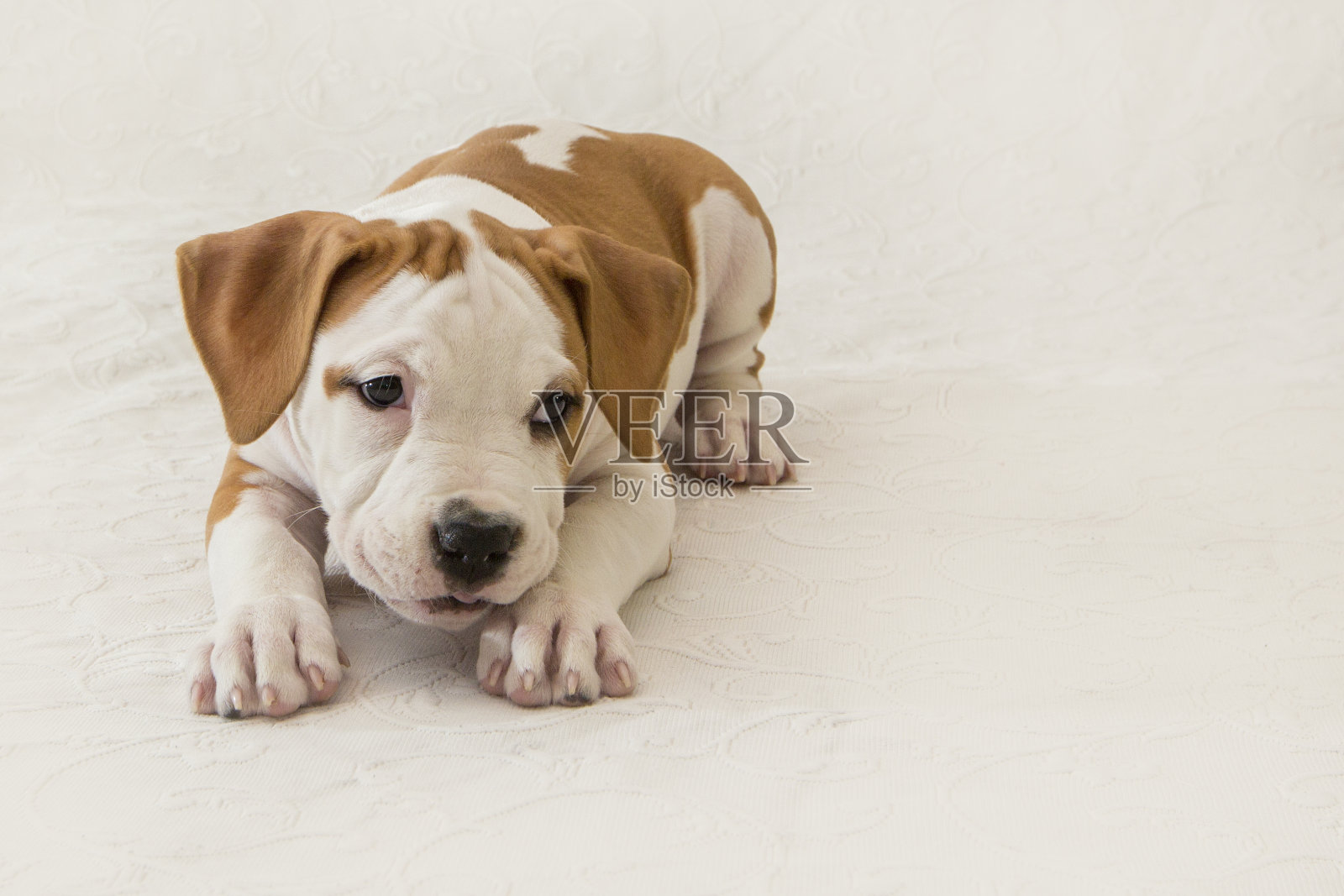 可爱的小狗美国斯塔福德郡梗孤立在白色的背景。特写与空间复制照片摄影图片