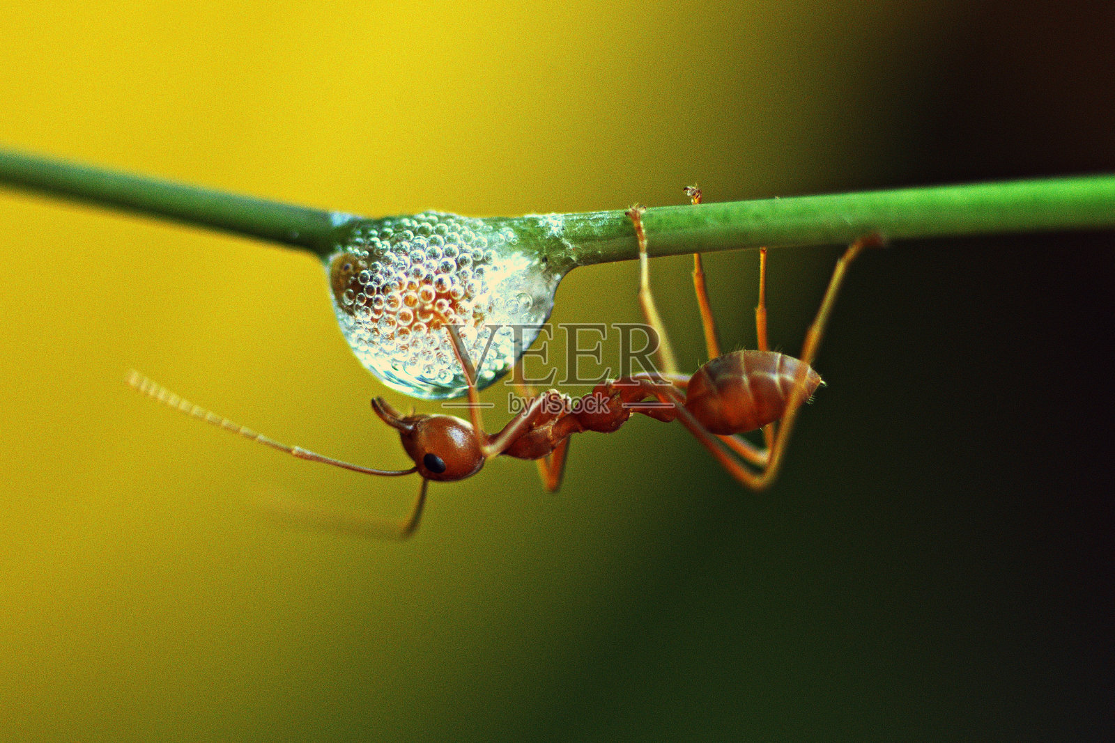 一只倒立的蚂蚁通过了竹枝上动物的唾液。照片摄影图片