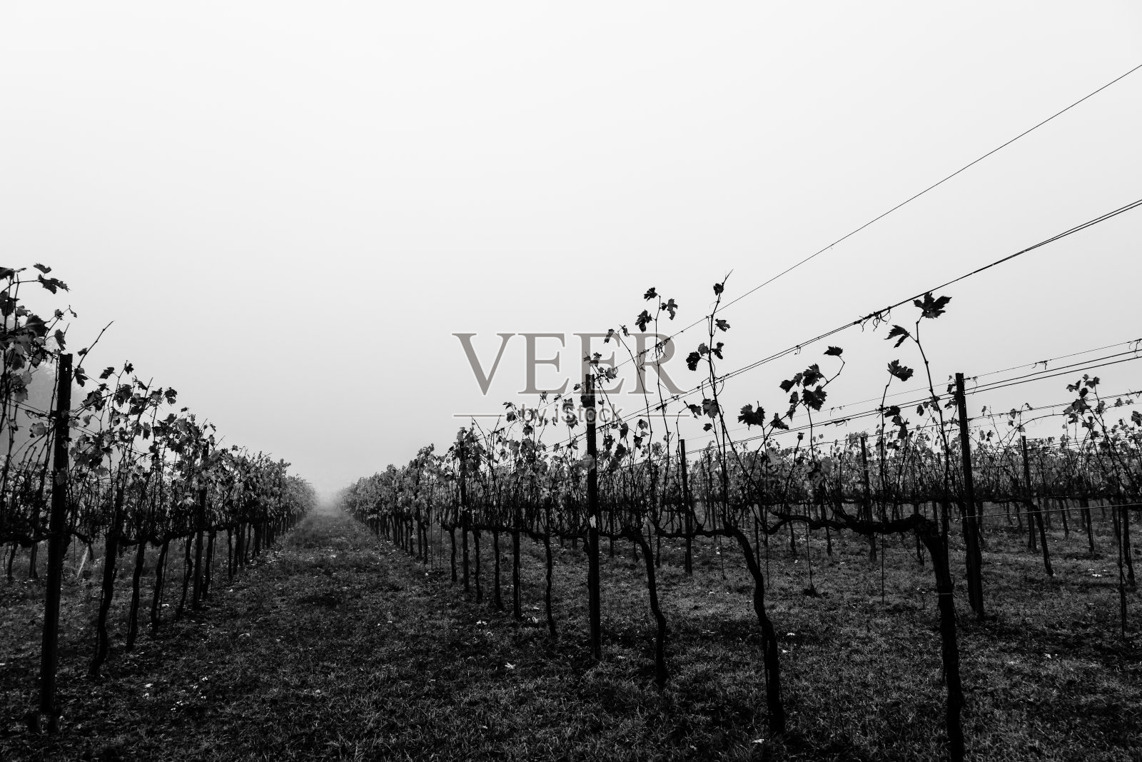 秋天的葡萄园里，有薄雾和许多空空的天空照片摄影图片