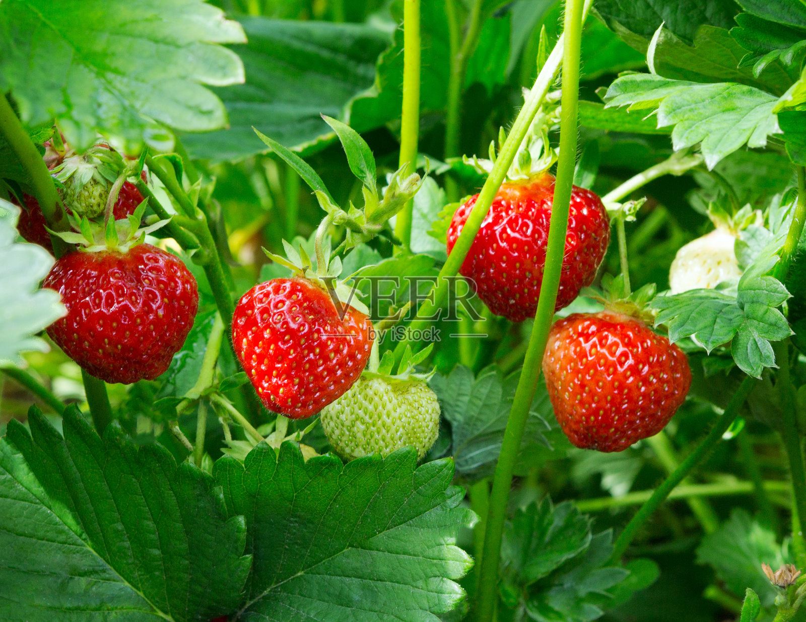 草莓植物。茂密的野草莓。在花园里生长的草莓。成熟的浆果和叶草莓照片摄影图片