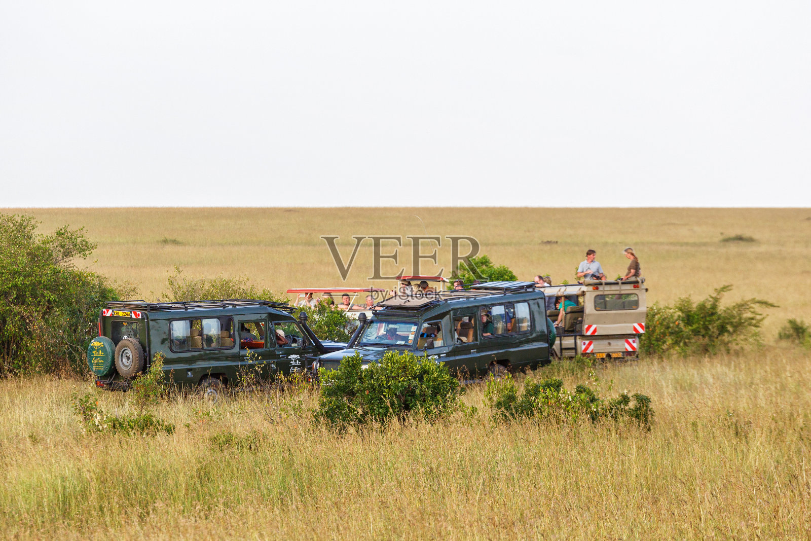 在肯尼亚马赛马拉的大草原上狩猎照片摄影图片