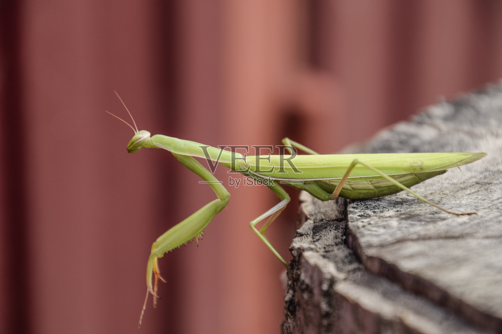 一只雌螳螂坐在树桩上。昆虫捕食者螳螂。照片摄影图片