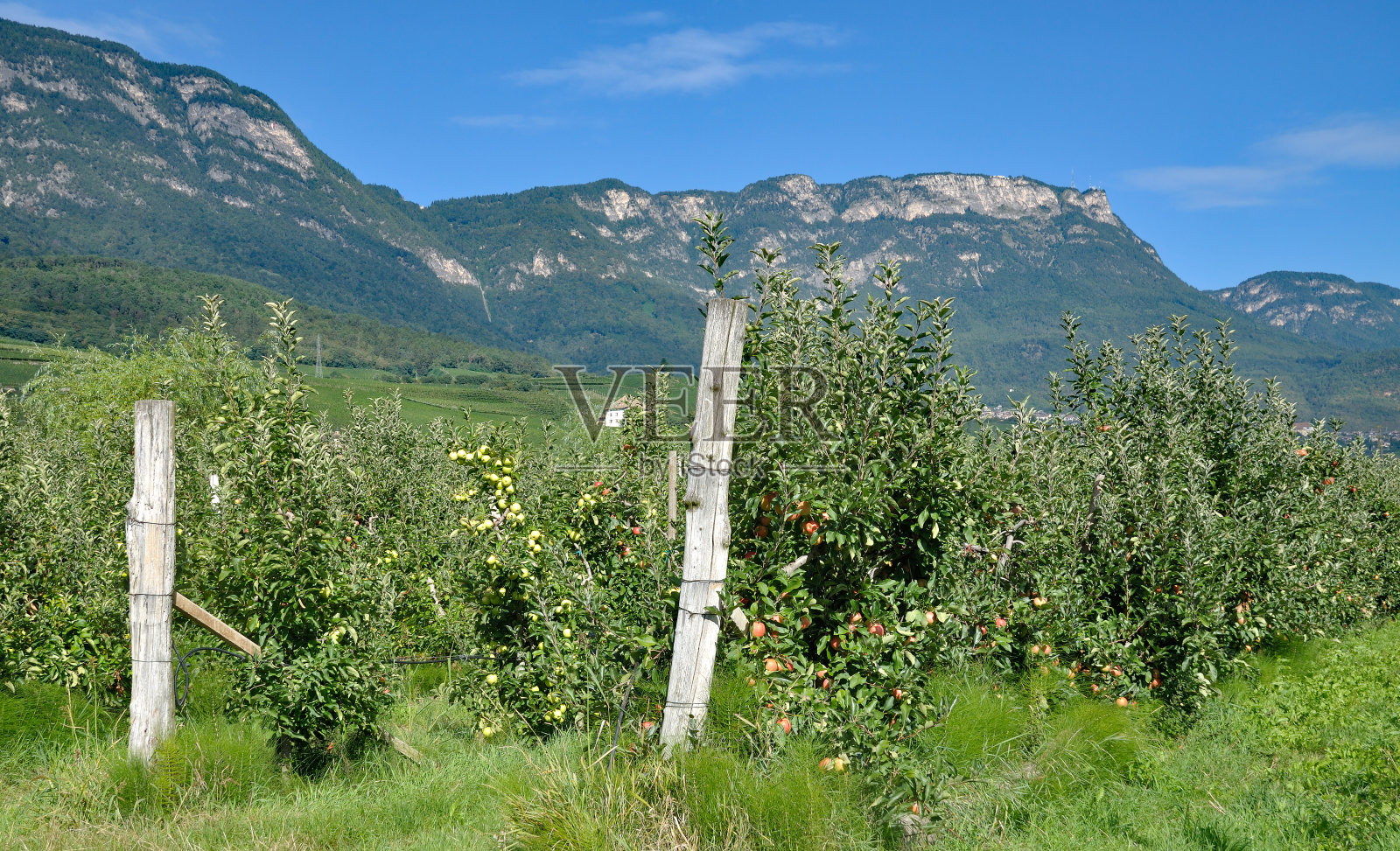 意大利特伦蒂诺南蒂洛的苹果种植园照片摄影图片