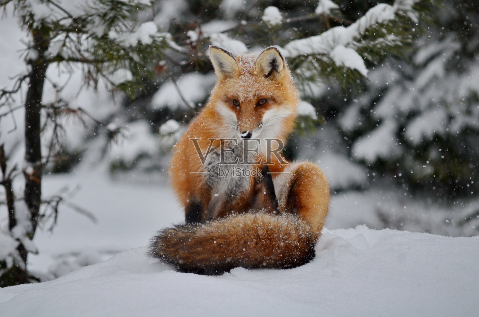 冬天里的红狐狸照片摄影图片