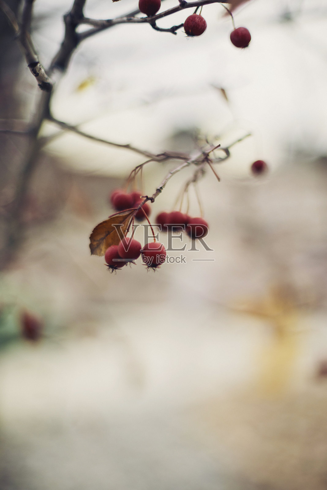 冬季背景与山楂浆果在光秃秃的树枝上照片摄影图片