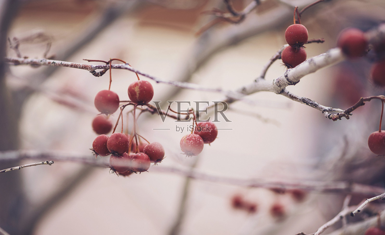 冬季背景与山楂浆果在光秃秃的树枝上照片摄影图片