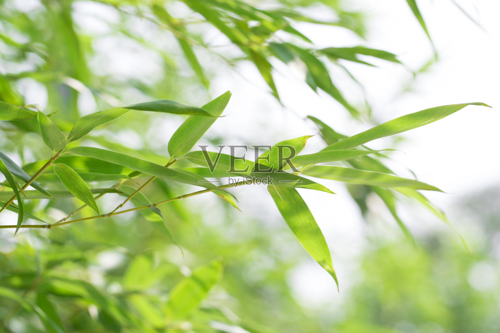竹子在自然界中。照片摄影图片