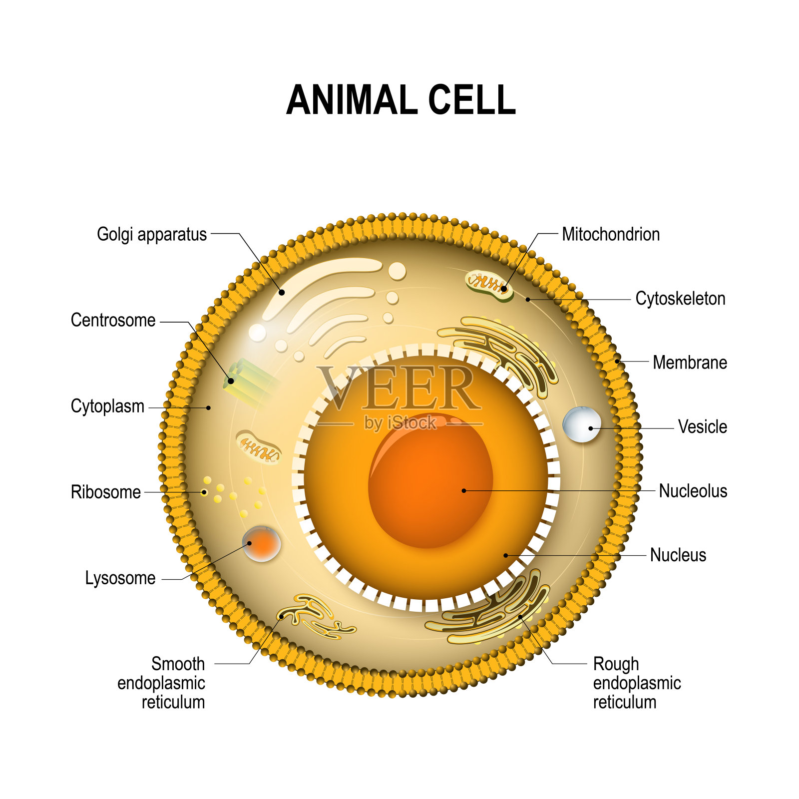 一个典型细胞的组成部分。设计元素图片