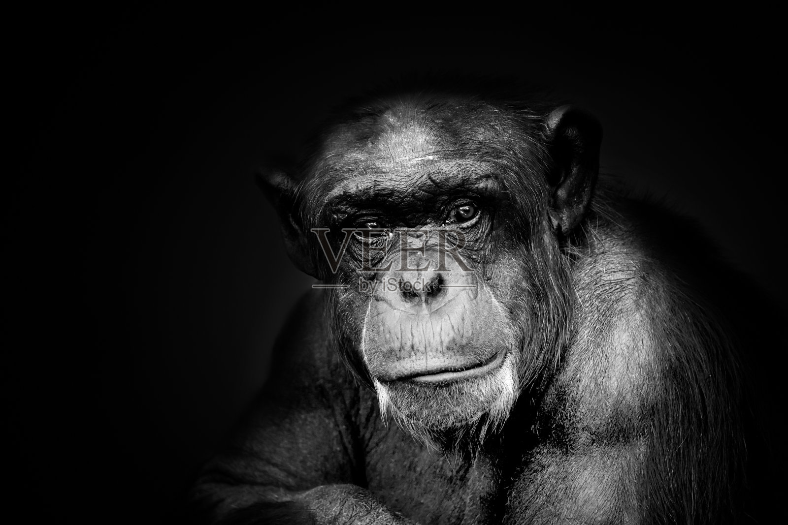 老猴子肖像黑白照片摄影图片