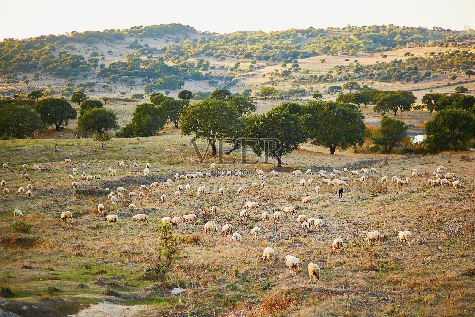 撒丁岛牧场上的羊群照片摄影图片