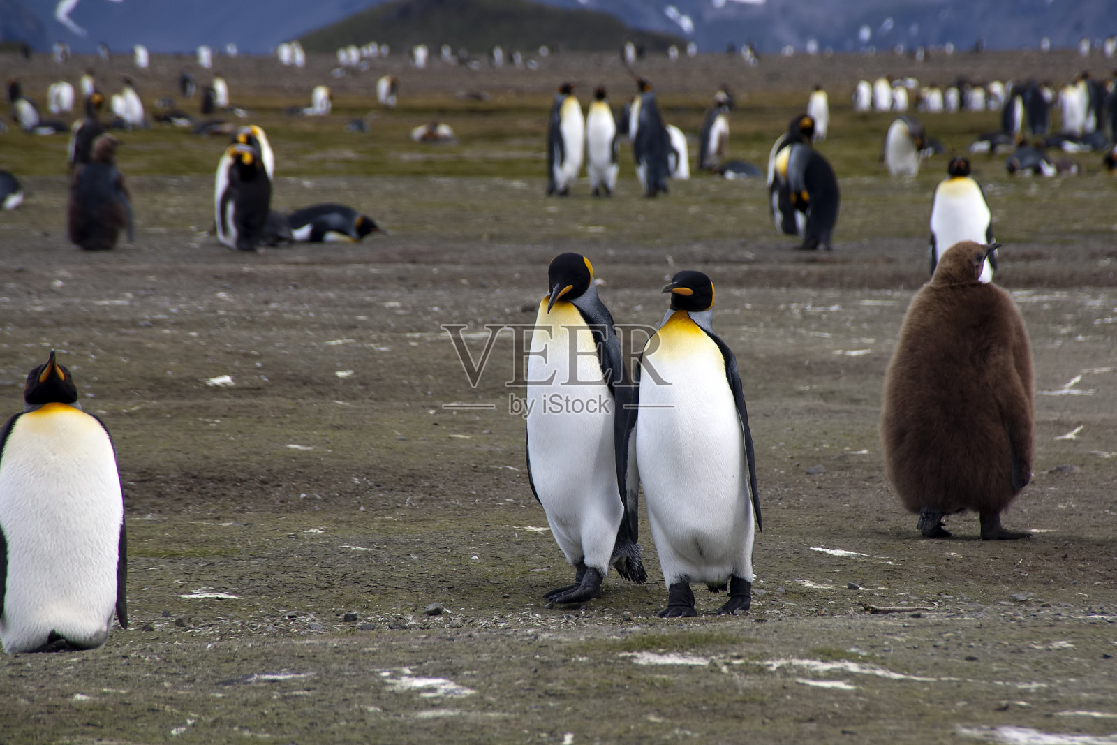 成年帝企鹅群的背景照片摄影图片