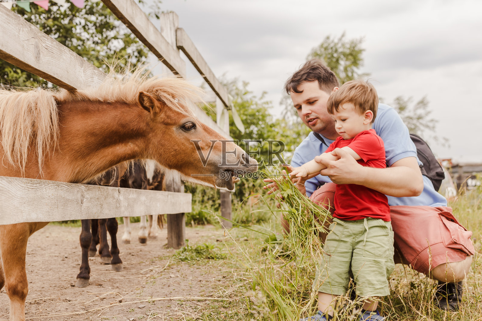 蹒跚学步的小男孩和他的父亲在农场喂小马照片摄影图片