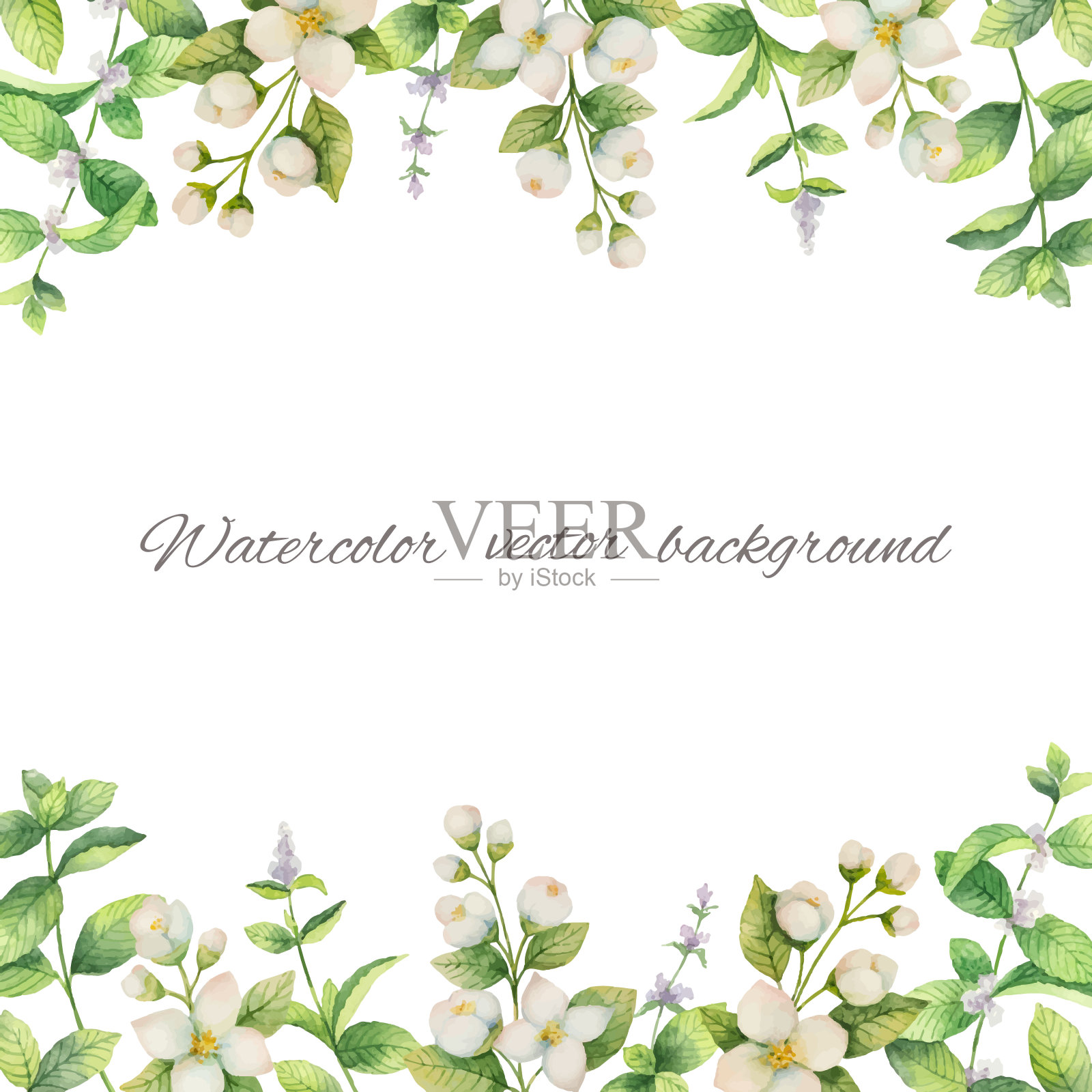 水彩向量框架的花和分支茉莉孤立在一个白色的背景。插画图片素材