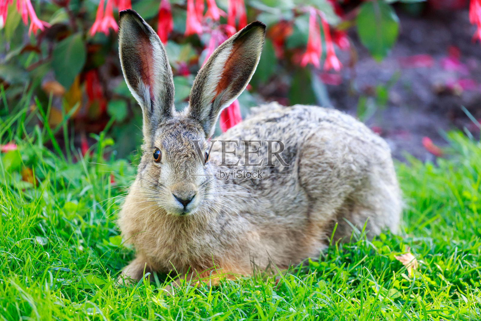 欧洲野兔(Lepus Europaeus)特写。照片摄影图片