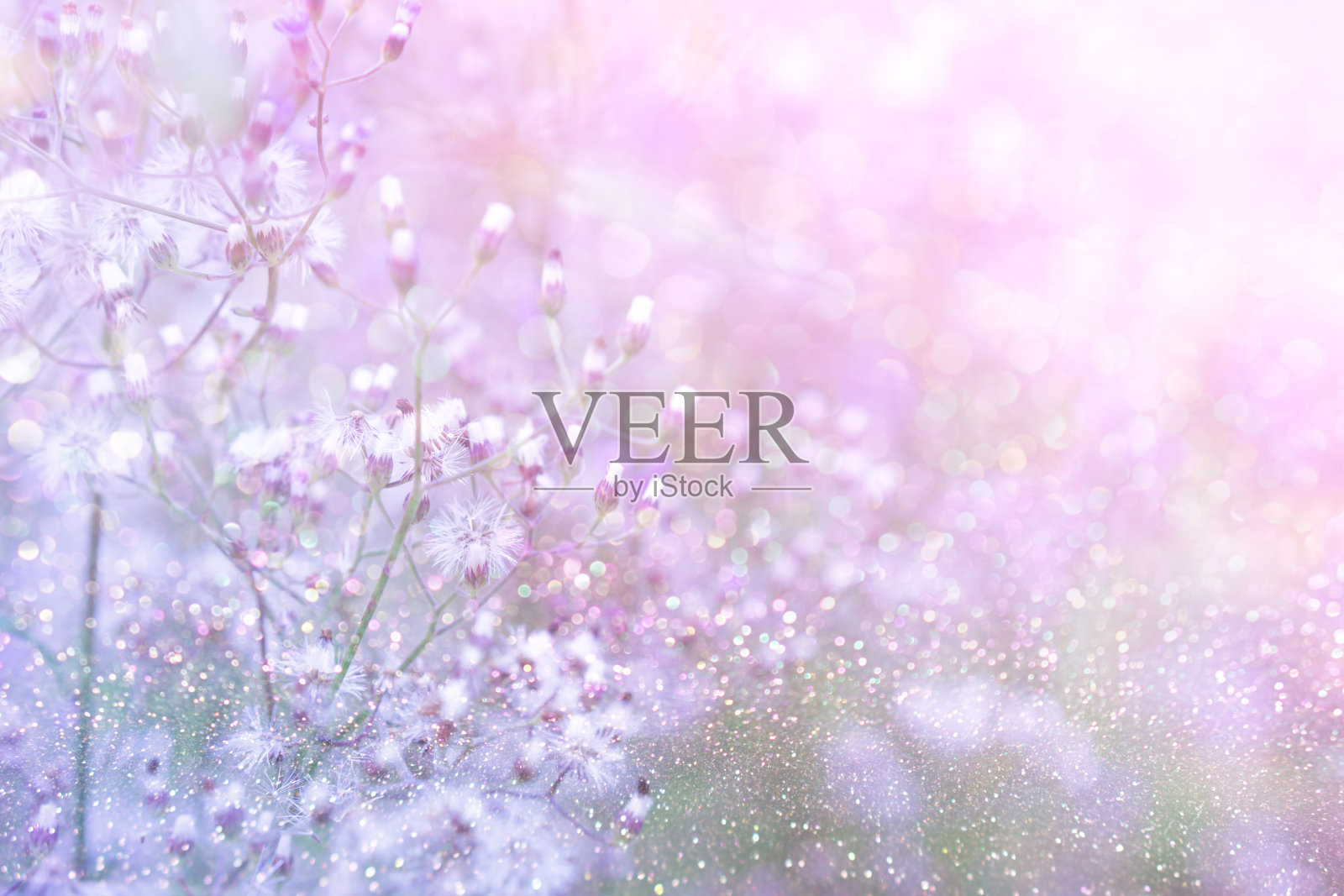 草地花田在春天的背景与阳光在紫色柔和的色调照片摄影图片
