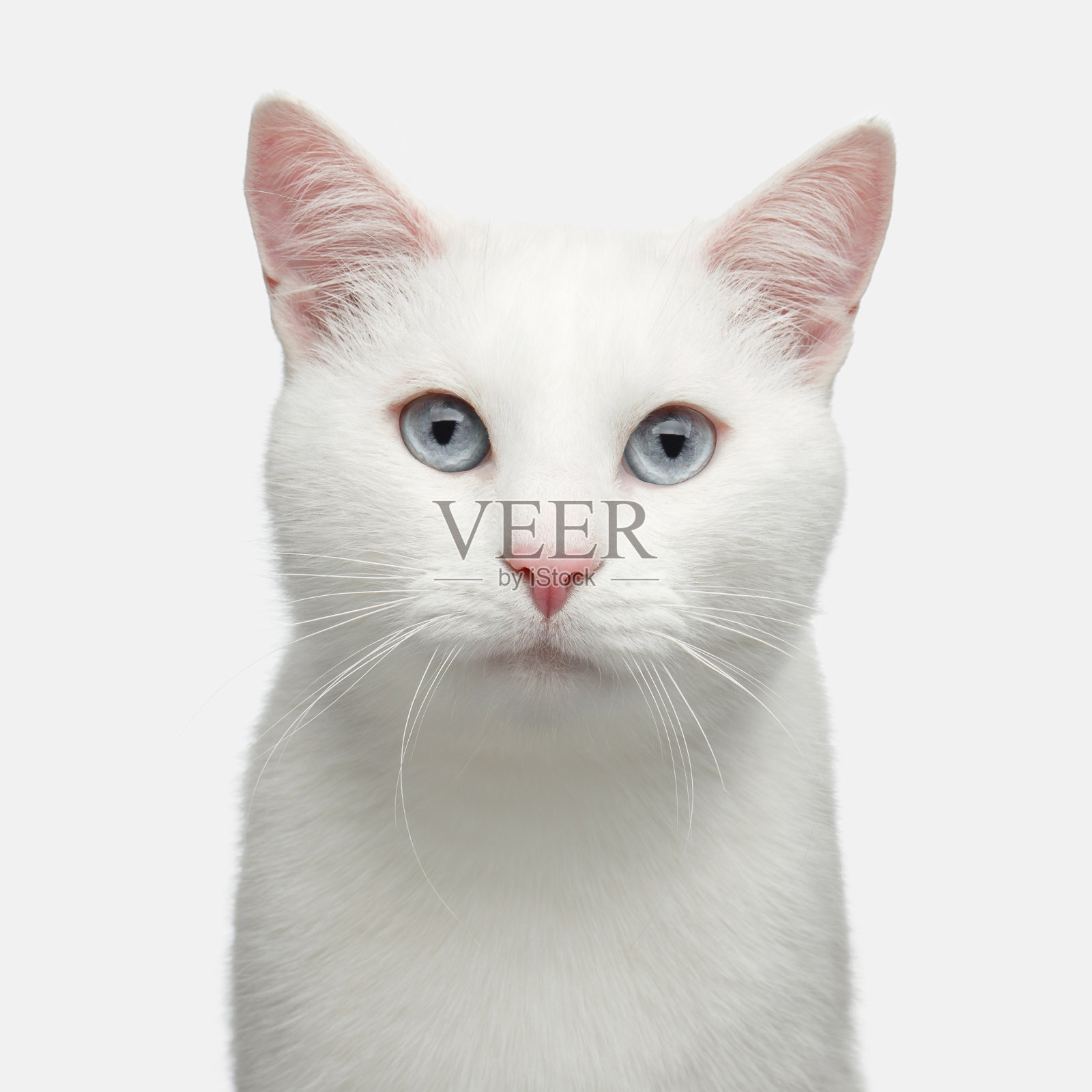 孤立背景上的白猫肖像照片摄影图片