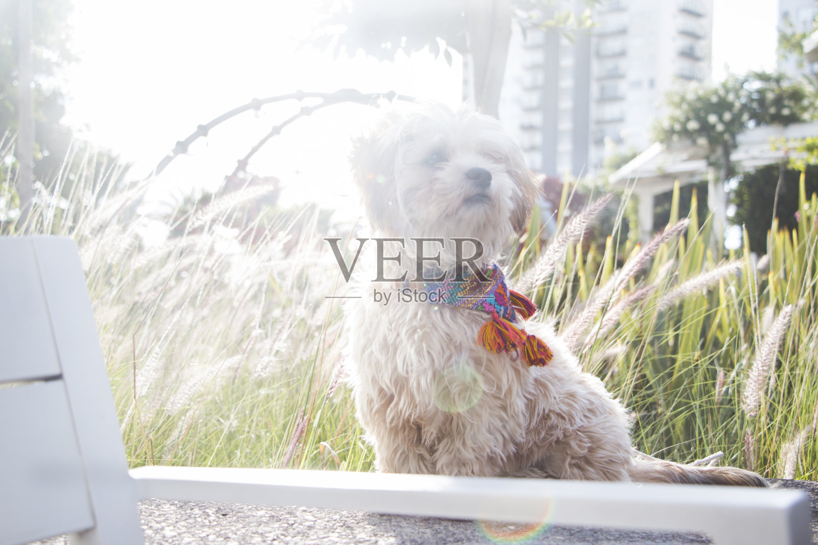 可爱的狗在一个阳光明媚的下午在公园休息。照片摄影图片