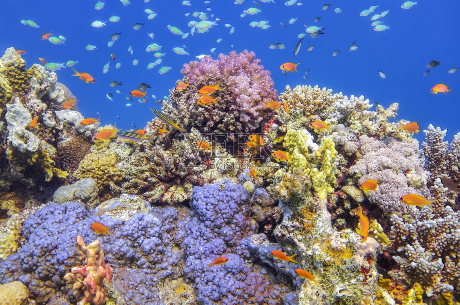 水下的海洋生物在美丽的珊瑚礁和许多热带鱼在红海-马萨阿拉姆-埃及照片摄影图片