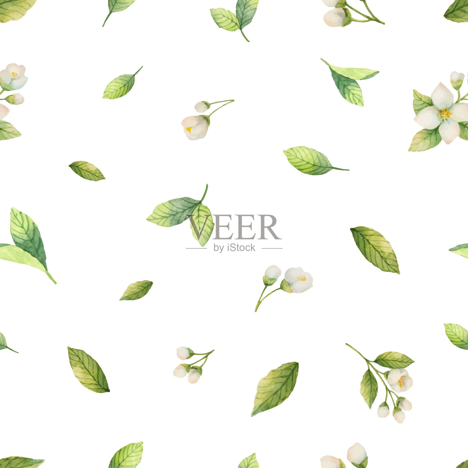 水彩向量无缝模式与茉莉花和薄荷叶孤立在白色的背景。插画图片素材