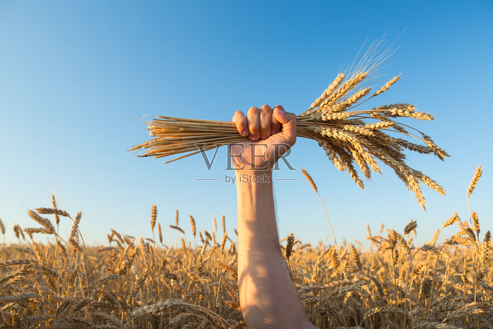 环境、生活方式、夏日理念。强壮的男性的手在满是香醇的黑麦和大麦的牧场中间举起，手里拿着一串刚收获的金黄色的穗子照片摄影图片