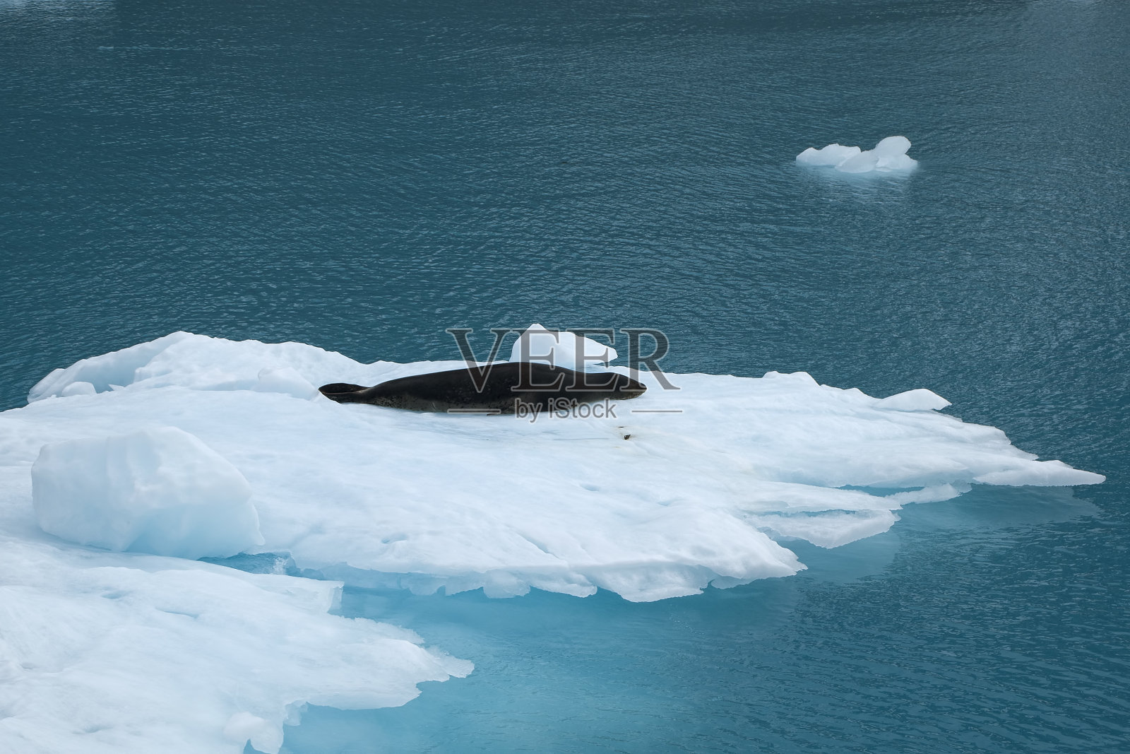 海豹躺在冰流上照片摄影图片