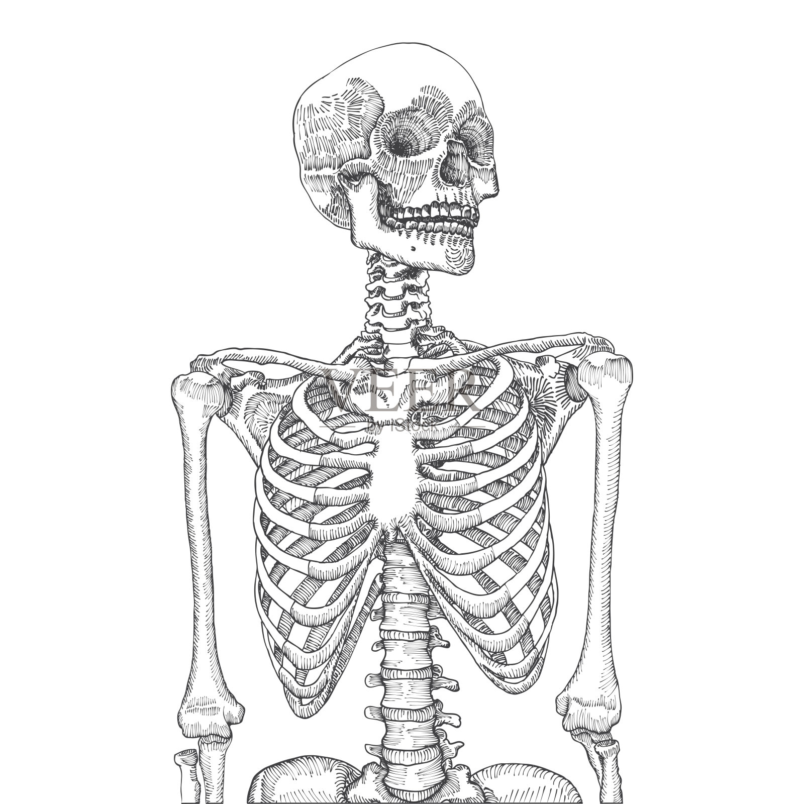 手画解剖医学人体肋骨与头骨。在白色背景上。专为t恤印花设计。矢量插图。设计元素图片