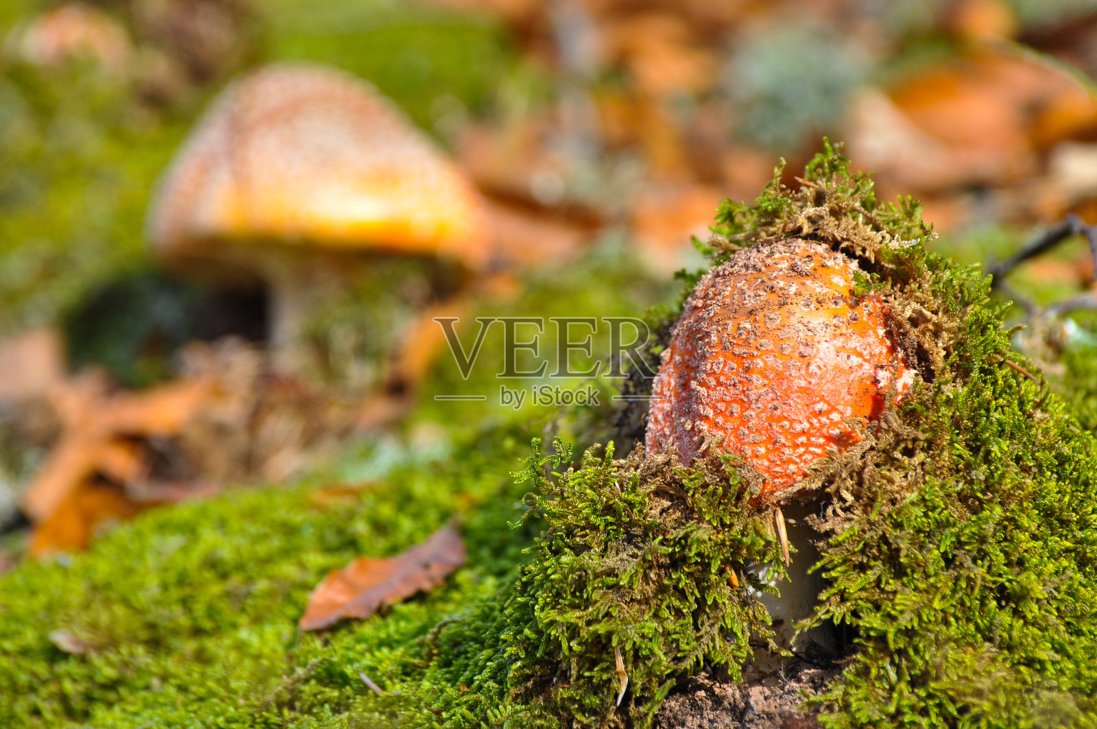 白毒伞，森林中的神奇蘑菇。照片摄影图片