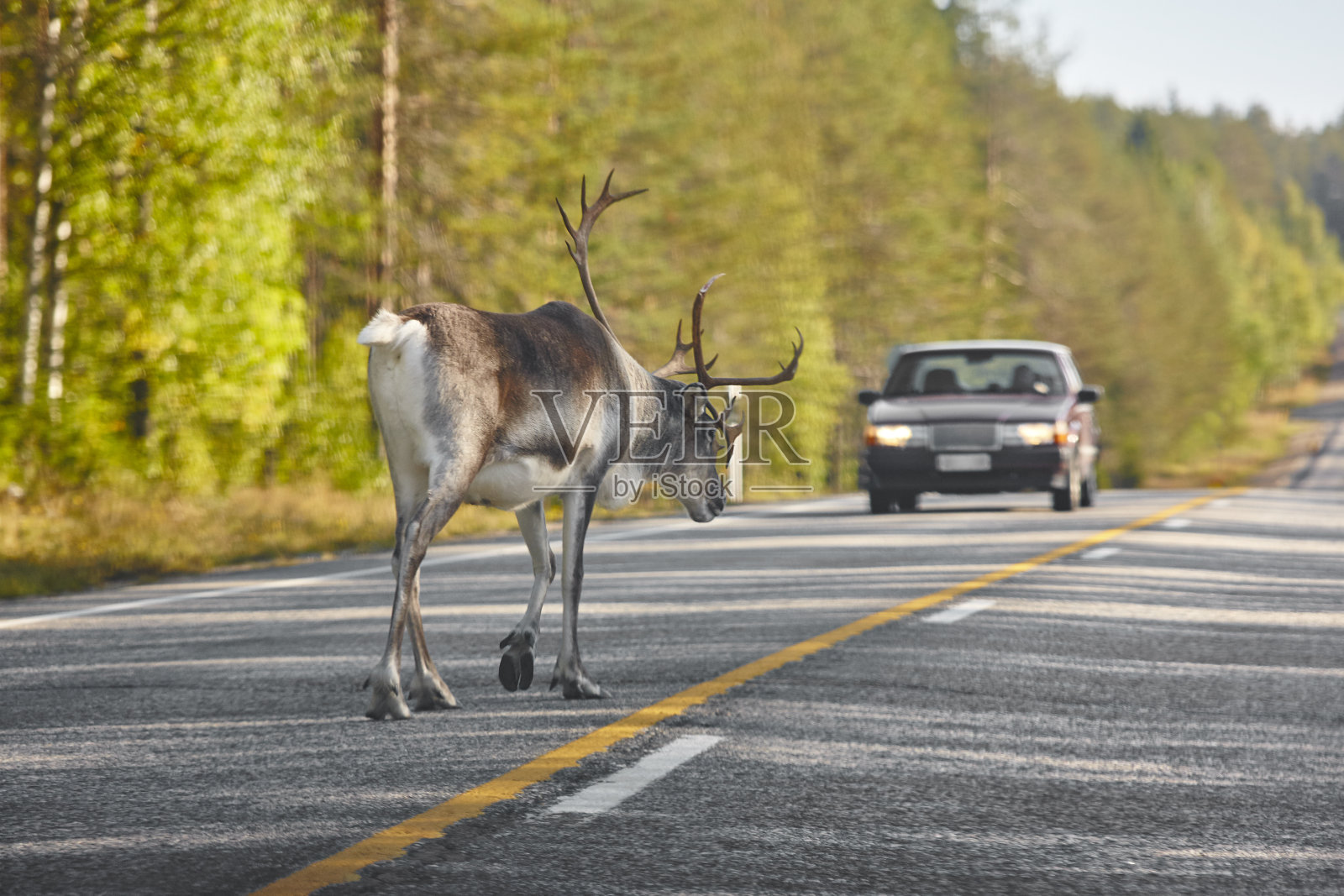 芬兰的驯鹿过马路。芬兰的风景。旅行照片摄影图片