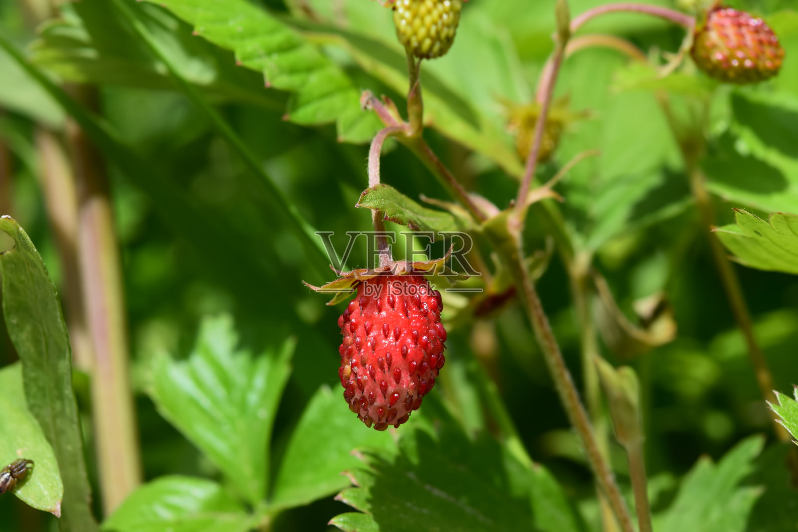 红莓植物野生草莓灌木，夏季森林景观，照片摄影图片