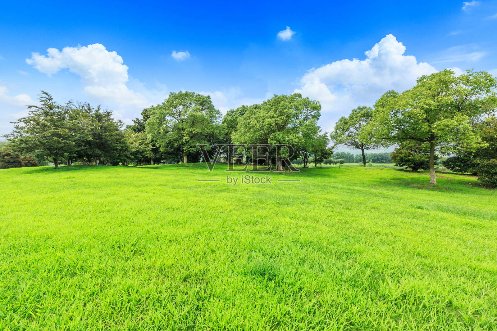 蓝天下的绿草和森林景观照片摄影图片
