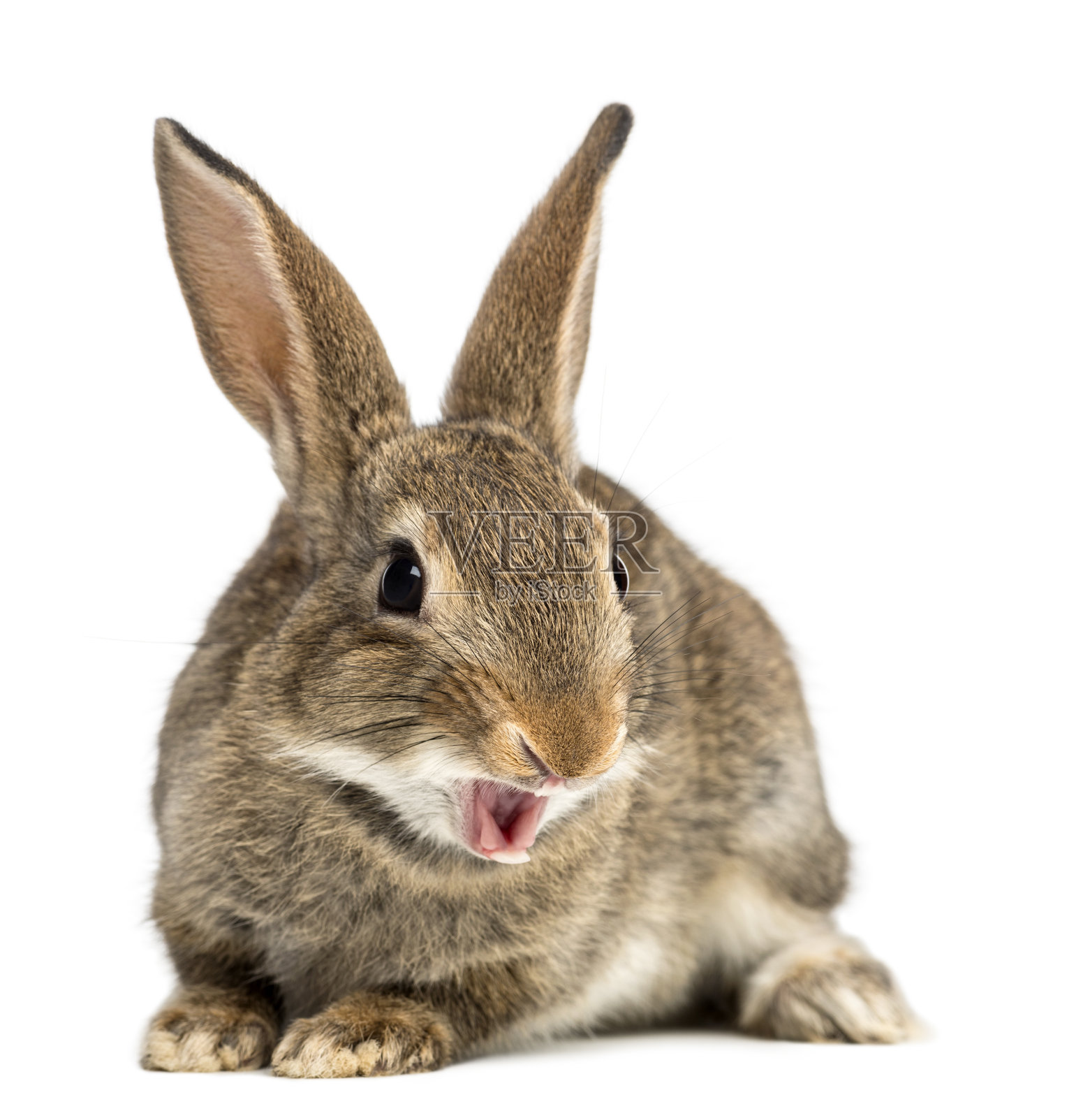 欧洲兔或普通兔笑，2个月大，白色背景下的角耳兔照片摄影图片