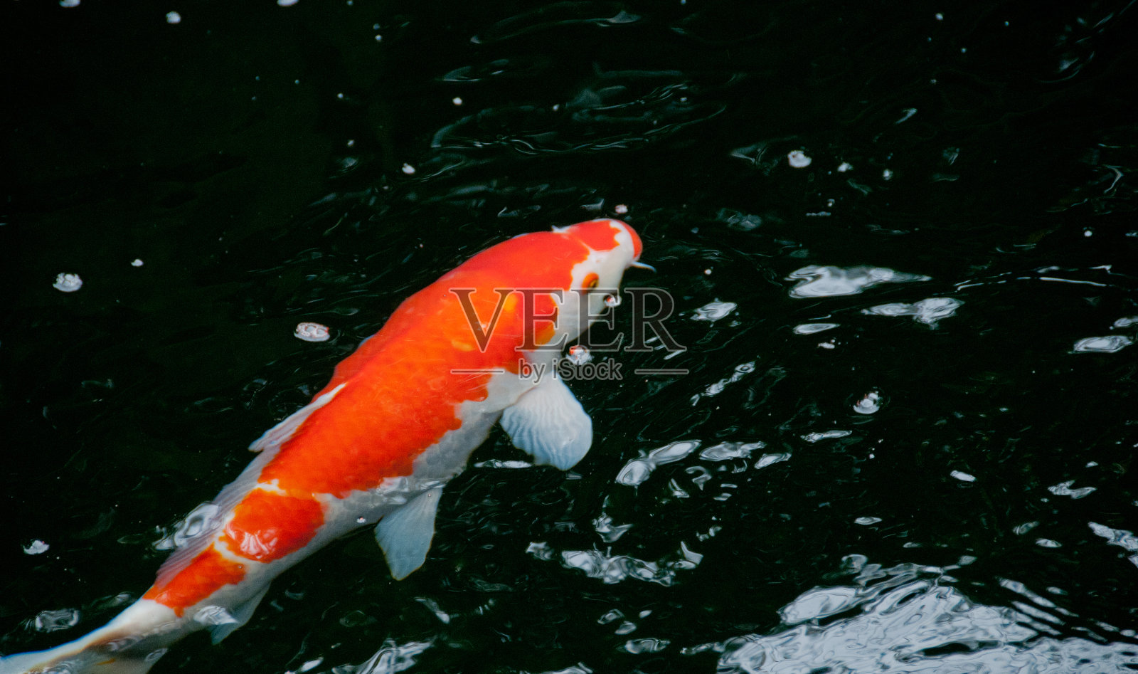 日本的鲜红鲤鱼鱼在神圣的池塘里照片摄影图片