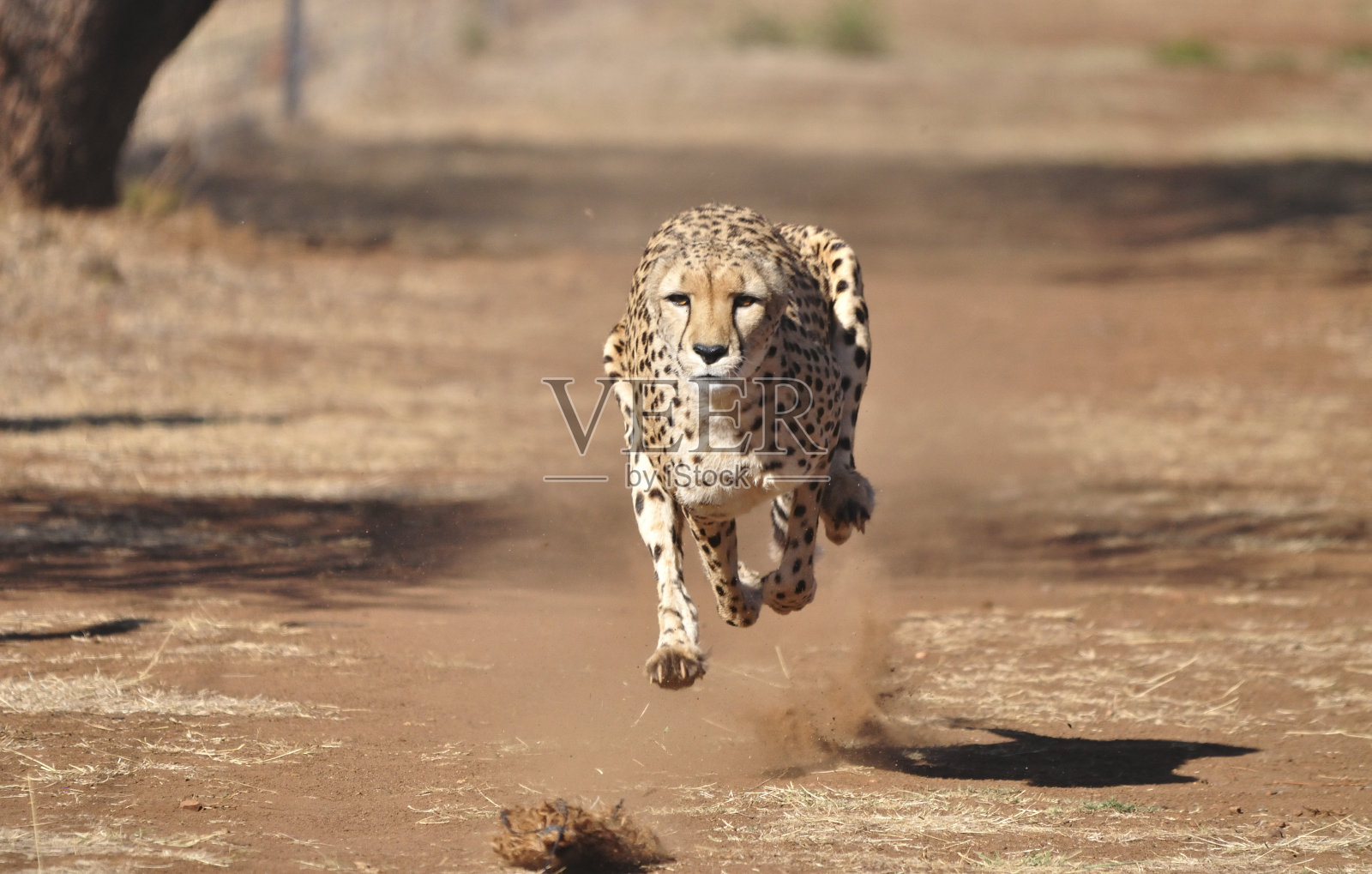 奔跑的猎豹，带着诱饵运动，完全在空中飞行。照片摄影图片