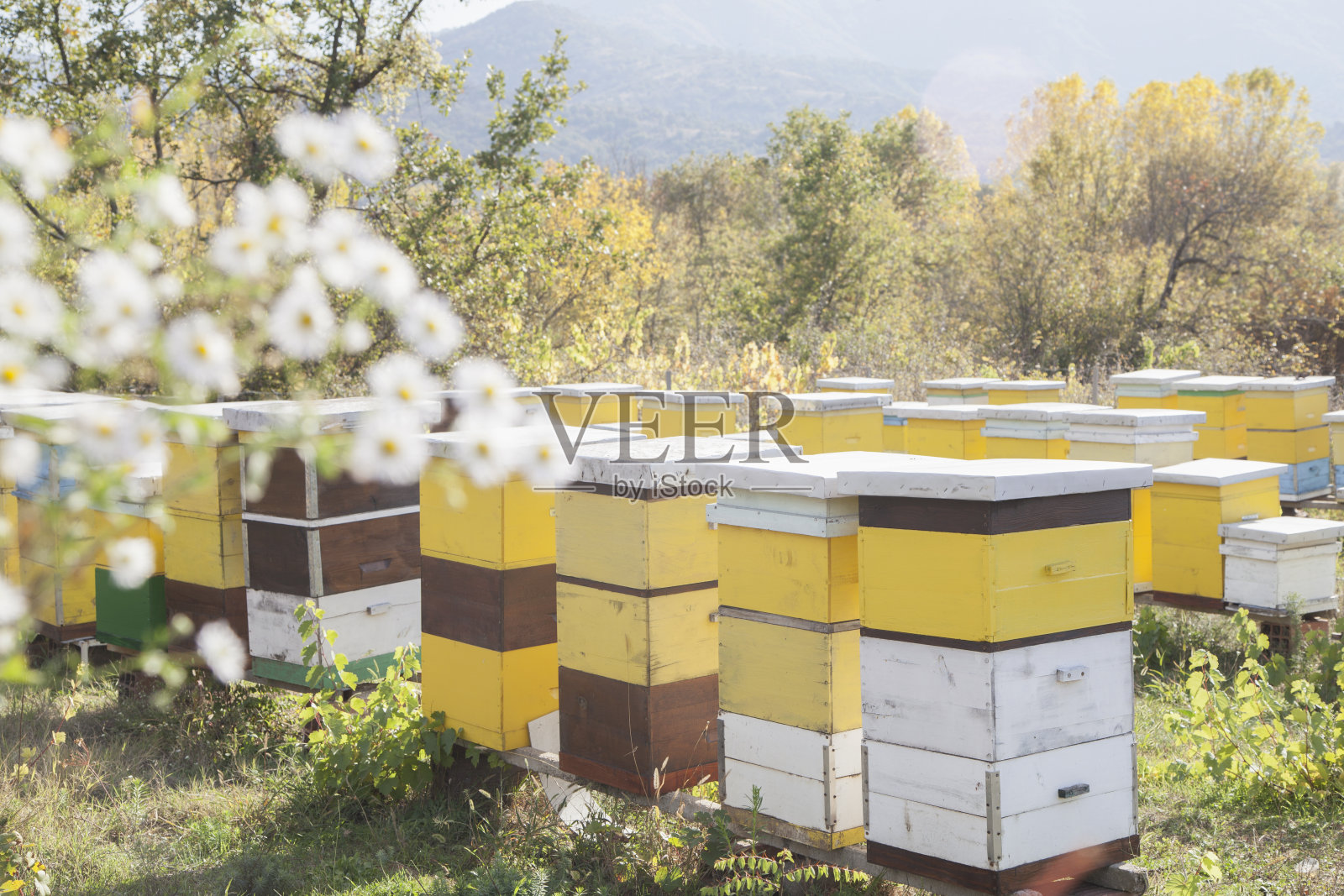 自然界中蜜蜂的住所照片摄影图片