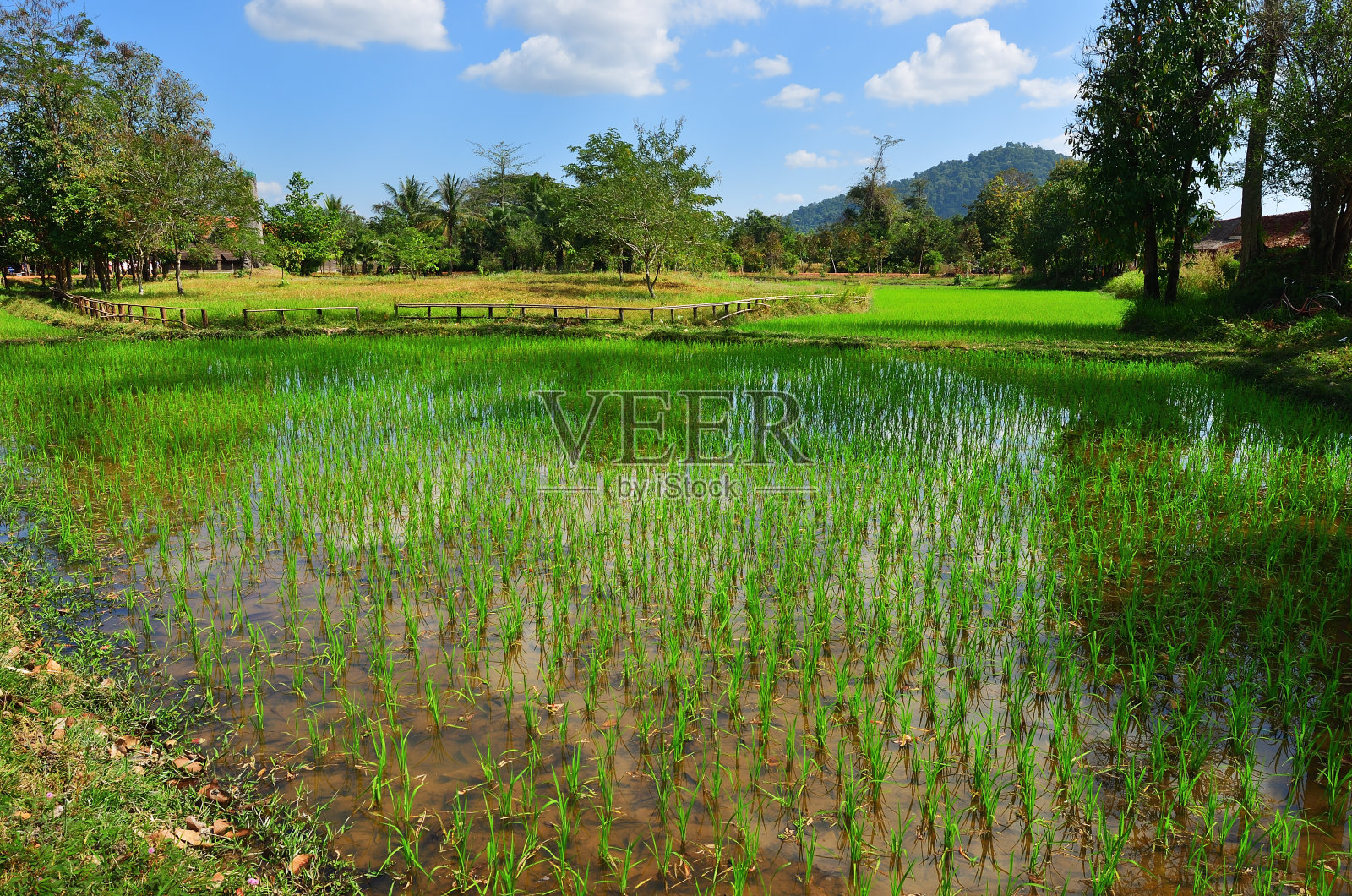 稻田,柬埔寨照片摄影图片