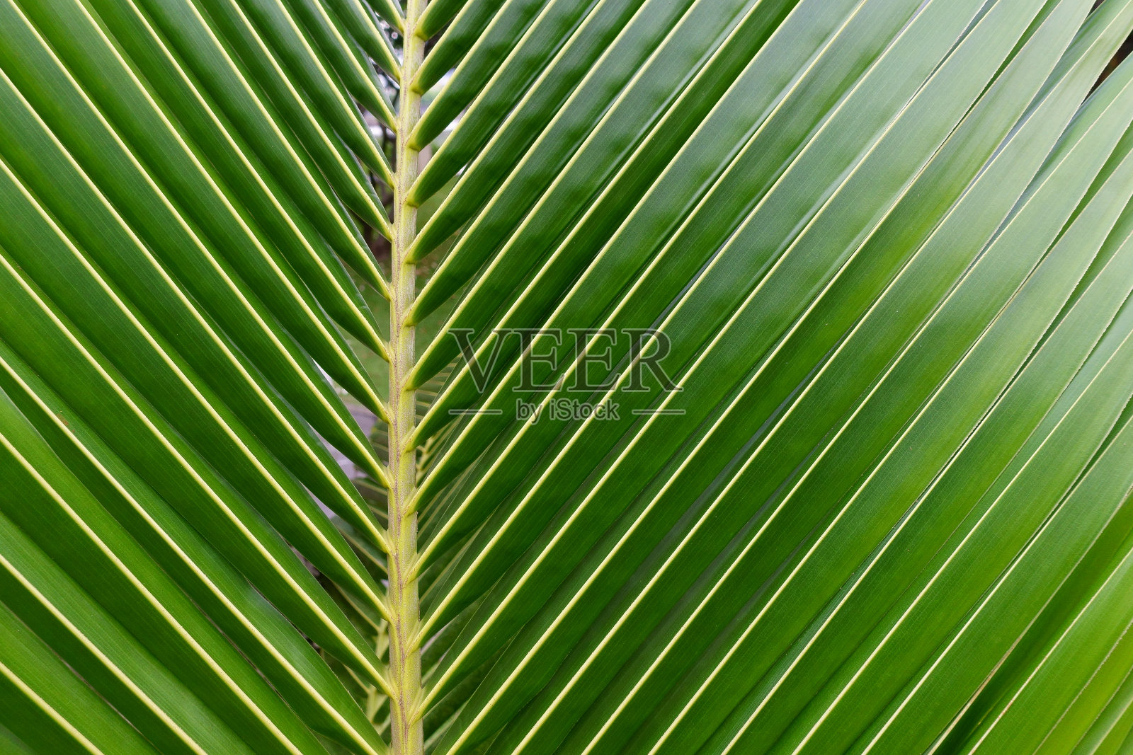 热带椰棕叶照片摄影图片