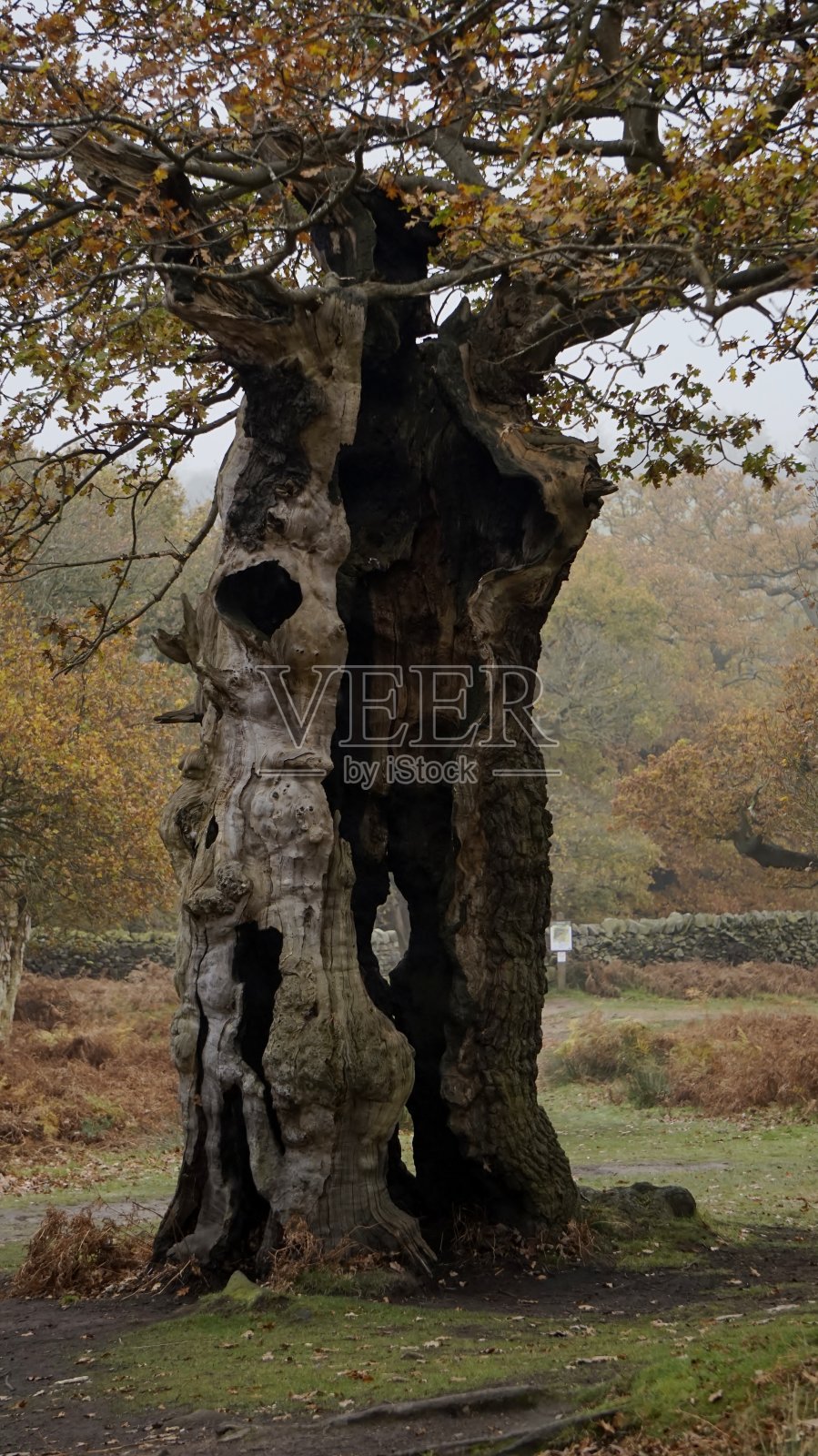 秋天的空心树照片摄影图片