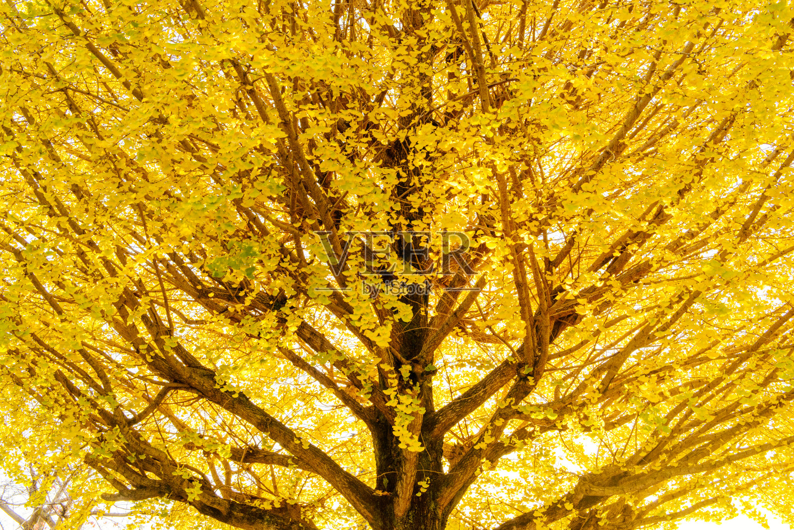 银杏树在黄色的叶子照片摄影图片