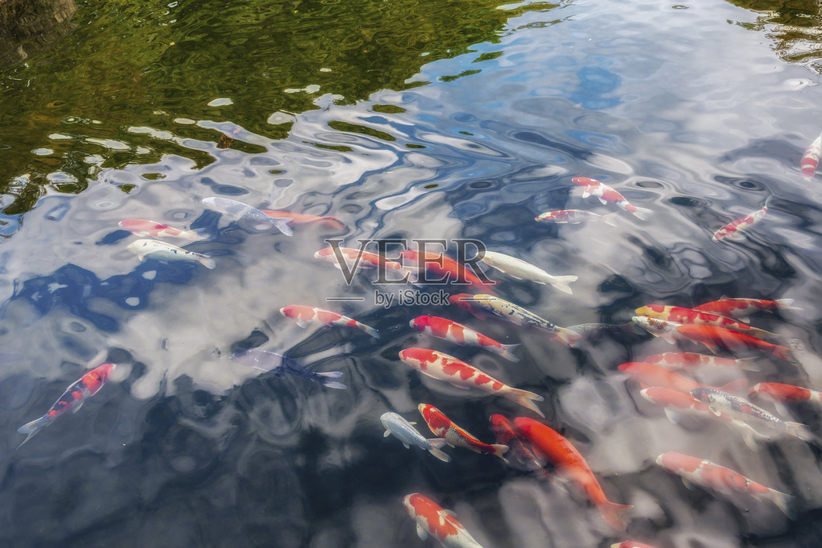 五颜六色的锦鲤图案在日本国家公园。日本姬路城照片摄影图片