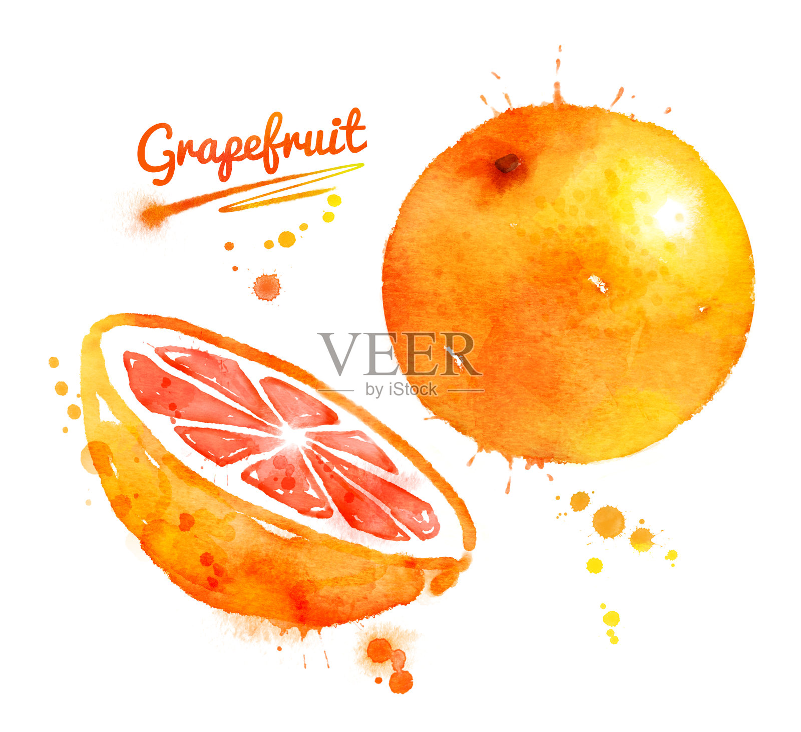 水彩葡萄柚。插画图片素材