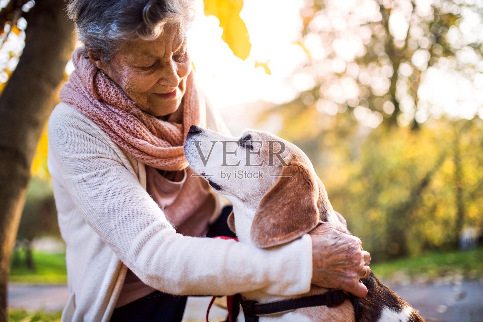 一个年老的女人和狗在秋天的自然。照片摄影图片